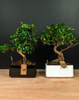 Easy Care set