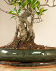 Ani Ficus