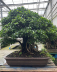 Ficus n° 28