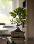 Ficus Jubara