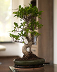 Ficus Dakou Suru