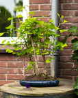 Forêt de ginkgo