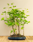 Forêt de ginkgo