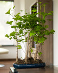 Forêt de ginkgo