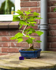 Ginkgo Classique