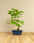 Ginkgo Classique