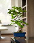 Ginkgo Classique