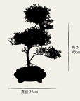 Spirale ILEX
