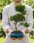 Spirale ILEX