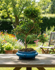 Spirale ILEX