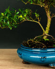 Spirale ILEX