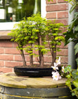 Forêt de Metasequoia XL