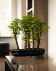 Forêt de Metasequoia XL