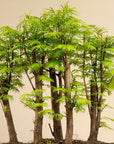 Forêt de Metasequoia XL