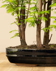 Forêt de Metasequoia XL