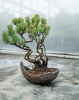 Pinus parviflora Bund Nr.06