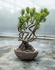 Pinus parviflora Bund Nr.06