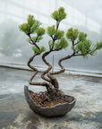 Pinus parviflora Bund Nr.06