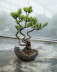Pinus parviflora Bund Nr.06