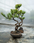 Pinus parviflora Bund Nr.06