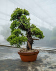 Juniperus Chinesis Itoigawa No.12