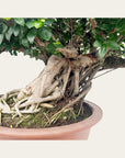 Ficus n° 28