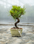 Pinus thunbergii No.08