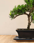 Podocarpus Onīsan