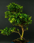 Spirale ILEX
