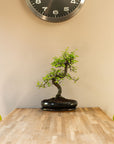 Zelkova Dai