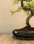 Zelkova Dai