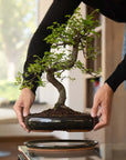 Zelkova Dai