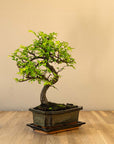 Zelkova Tennen