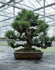Pinus Thunbergii no.02