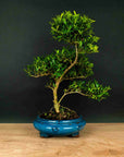 Spirale ILEX