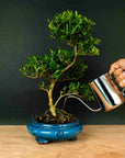 Spirale ILEX