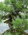 Pinus Thunbergii no.02