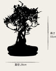 Ani Ficus