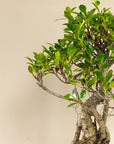 Ani Ficus