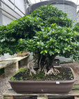 Ficus n° 28