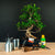 Ficus Starterset