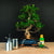 Ficus Starterset