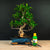 Ficus Starterset