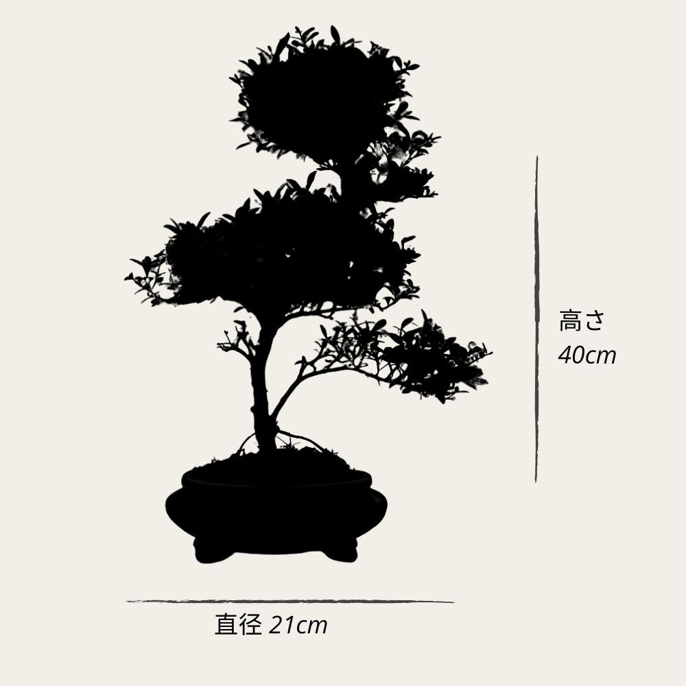 Spirale ILEX