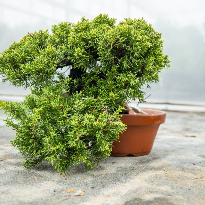 Bonsaiwonder | bonsai japonais - Juniperus Chinesis Itoigawa Nr.10 ...