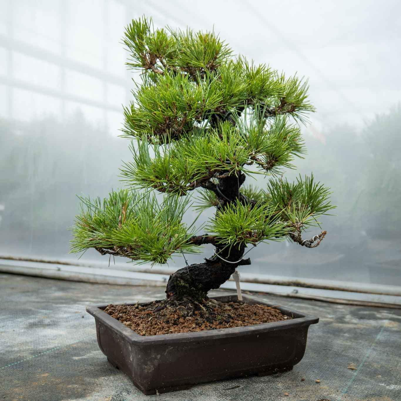 Pinus thunbergii no.05