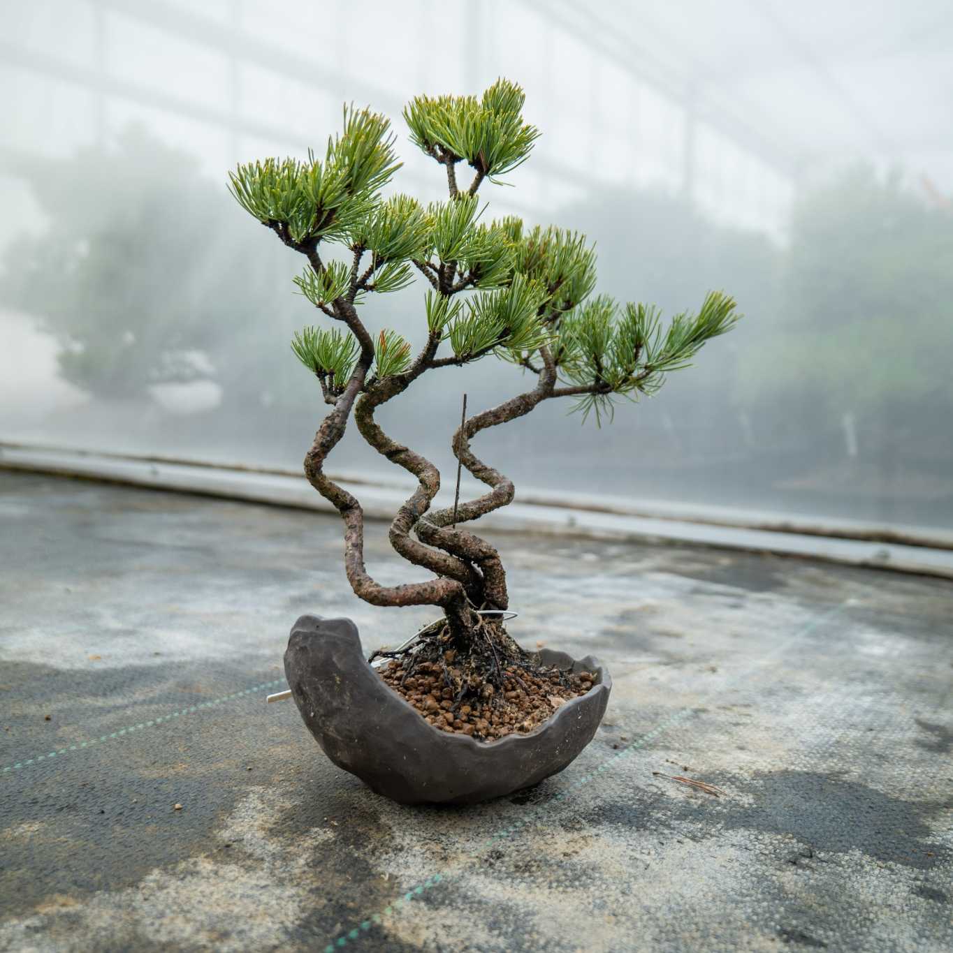 Pinus parviflora Bund Nr.06