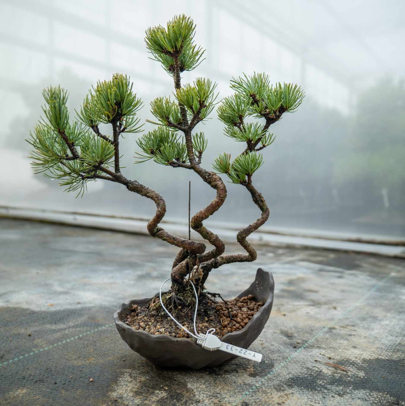 Pinus parviflora Bund Nr.06