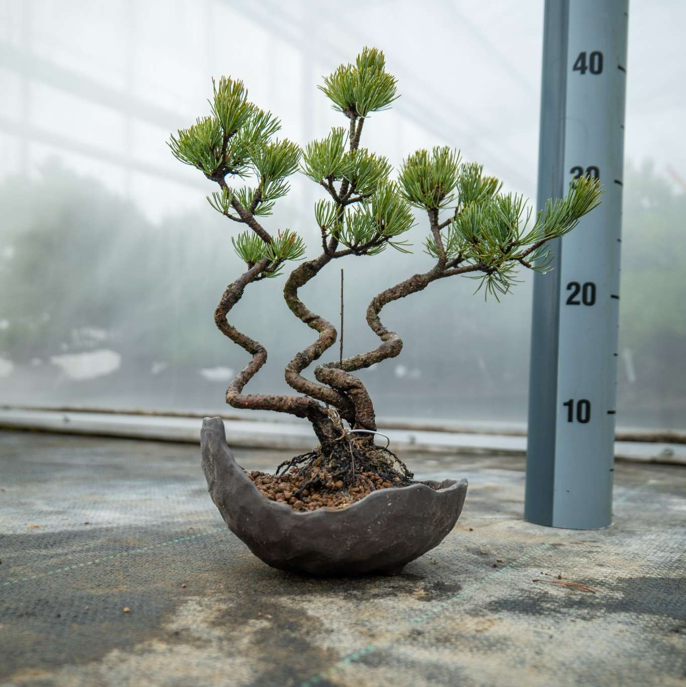 Pinus parviflora Bund Nr.06