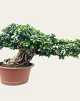 Ficus n° 28